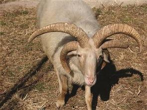 羊了个羊最新爆料,揭秘游戏背后的秘密与未来走向